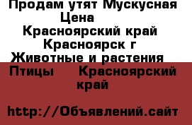 Продам утят Мускусная › Цена ­ 250 - Красноярский край, Красноярск г. Животные и растения » Птицы   . Красноярский край